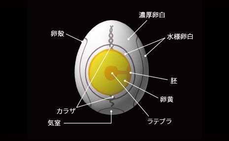 卵の構造と栄養素を学ぶ。
