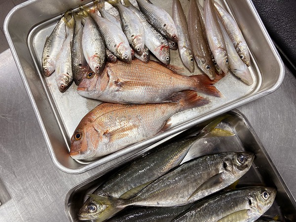 「すし実習！こんなにいっぱい魚をさばきます！」～日本料理だけを学ぶ「日本料理学科」ブログ20～