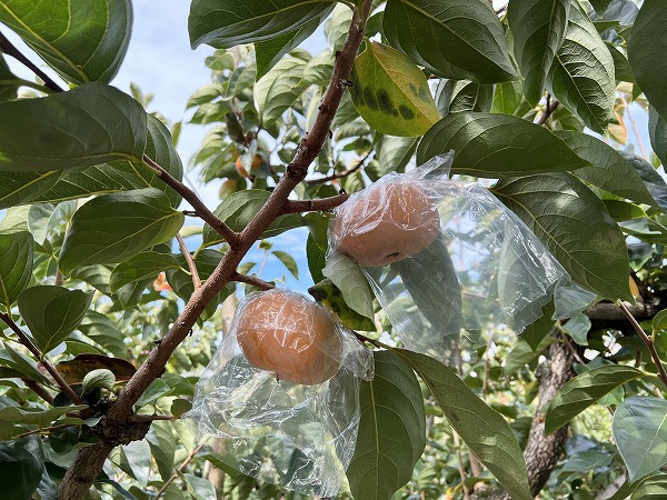 学生たちは学内を飛び出し、秋の学びへ！〜校外学習 in 和歌山〜
