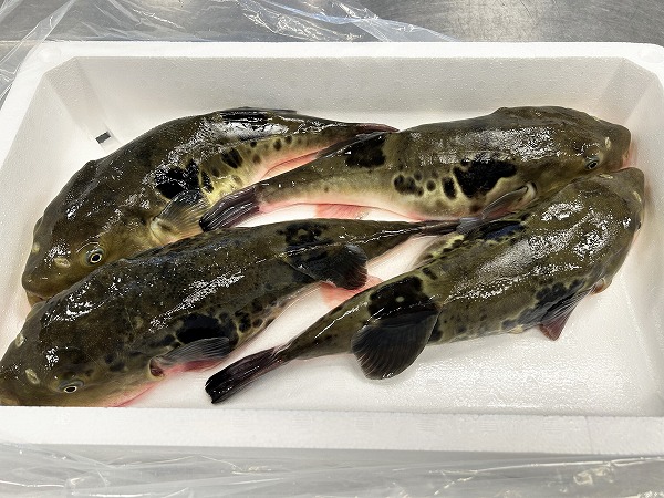 調理師本科の学生たち！ふぐ処理試験に挑戦しよう！