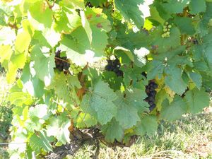 村の周りには、ボージョレーワインを作るためのブドウ畑が広がっています