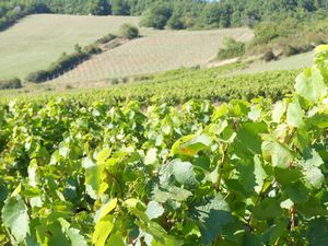 村の周りには、ボージョレーワインを作るためのブドウ畑が広がっています