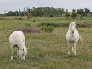 神秘的な白い馬、カマルグ種