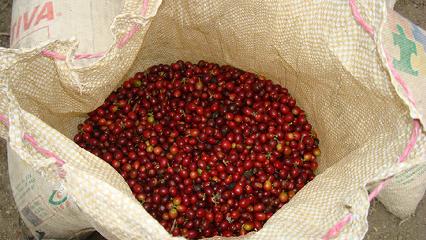【ビバ！！ベバレッジ】中米コーヒー農園を訪ねて　パナマ共和国編2