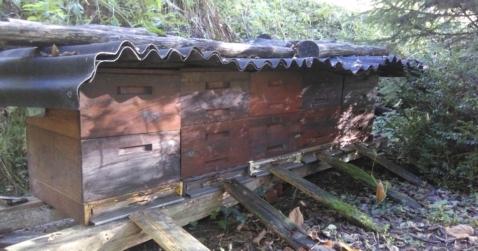 定置養蜂のミツバチの巣箱