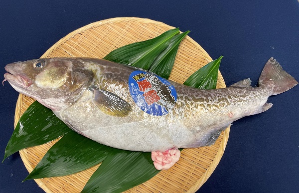 毎日新聞連載 美食地質学入門 第43講 タラ Mr Var Name Catlabel 最新メディア情報 辻調グループ 総合情報サイト
