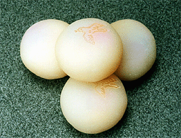 �����L���̌����c���