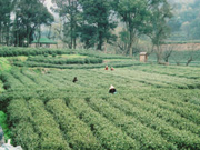 龍井茶の茶畑