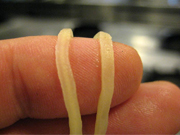 麺を指でつぶして芯が残っていないのを確認　左：芯が残っている状態　右：芯のない状態