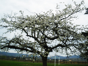 レクレール校にあるスリーズの木も4月上旬には満開に