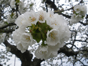 スリーズの花は白い花びらで梅のような形