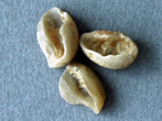アールマッカ貝殻豆