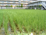 ８月の田んぼです。稲が青々と茂っています