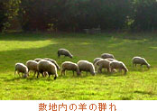 敷地内の羊の群れ