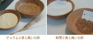 （左）硬質小麦と挽いた粉（右）軟質小麦と挽いた粉