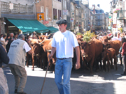 お決まりのベレー帽に杖の格好で牛たちを先導する