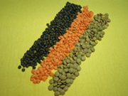 左：ル・ピュイ産レンズ豆、中央：オレンジ色のもの、右：緑色のもの