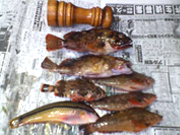 神戸沖、和田防の根魚各種